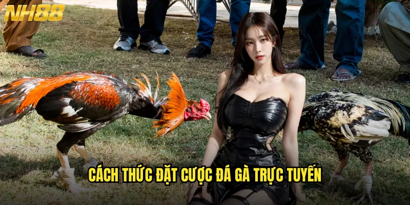 Trực Tiếp Đá Gà Hôm Nay NH88 Chất Lượng HD Cùng Tỷ Lệ Kèo Hấp Dẫn 3 Cách Thức Đặt Cược Đá Gà Trực Tuyến