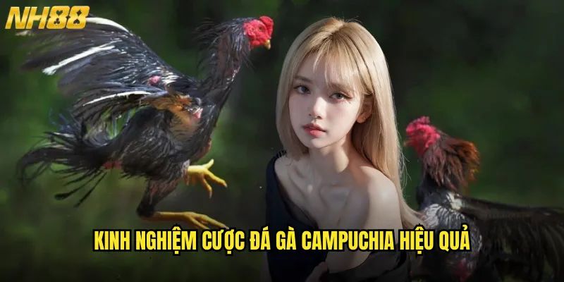 Đá Gà Campuchia NH88 Trực Tiếp Từ Sân Chơi Nổi Tiếng Nhất Đông Nam Á 3 Kinh Nghiệm Cược Đá Gà Campuchia Hiệu Quả