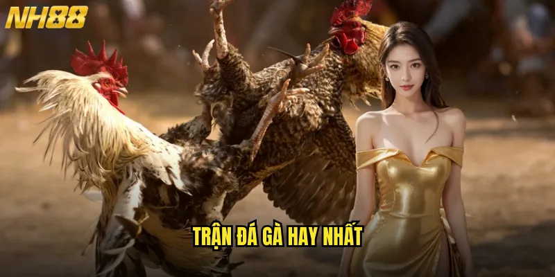 Trận đá gà hay nhất