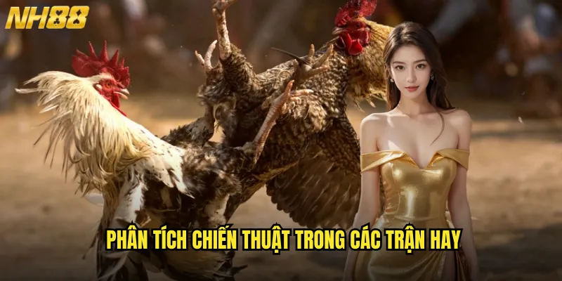 Trận Đá Gà Hay Nhất NH88 Những Cuộc Đối Đầu Kinh Điển Trong 2025 3 Phân Tích Chiến Thuật Trong Các Trận Hay