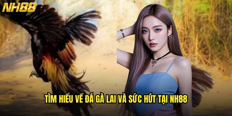 Đá gà lai NH88 - Cuộc chiến của những chiến binh lai tạo đẳng cấp 2 Tìm hiểu về đá gà lai và sức hút tại NH88