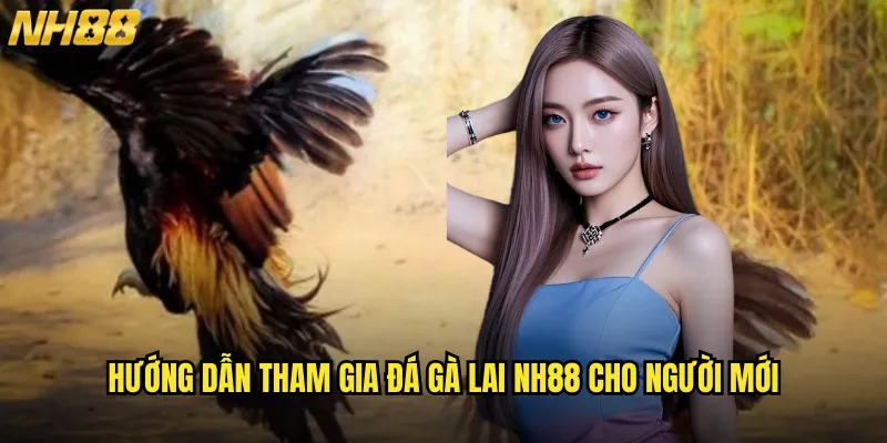 Đá gà lai NH88 - Cuộc chiến của những chiến binh lai tạo đẳng cấp 3 Hướng dẫn tham gia đá gà lai NH88 cho người mới