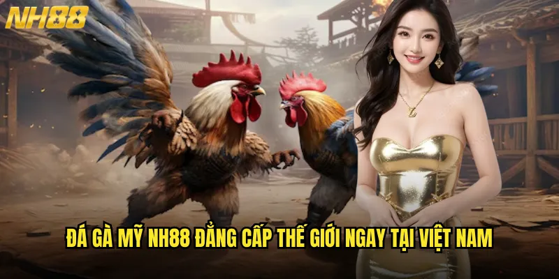 Đá gà Mỹ NH88 phong cách Tây Mỹ đậm chất cao bồi 2 Đá gà Mỹ NH88 đẳng cấp thế giới ngay tại Việt Nam