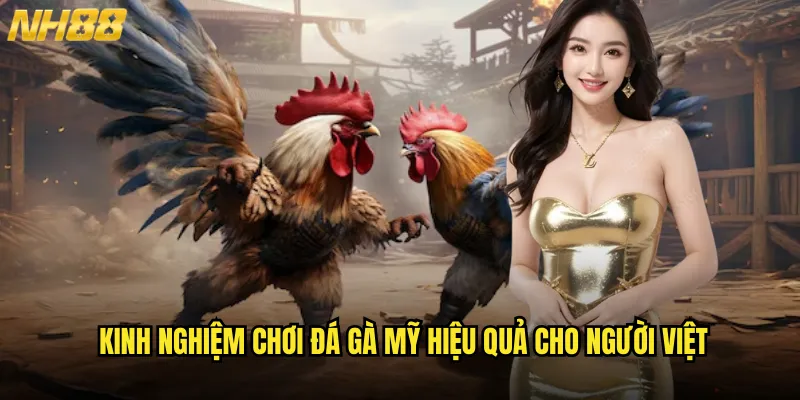 Đá gà Mỹ NH88 phong cách Tây Mỹ đậm chất cao bồi 3 Kinh nghiệm chơi đá gà Mỹ hiệu quả cho người Việt